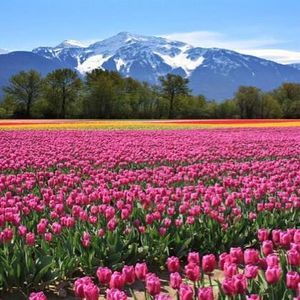 Meet your Posher, Robin